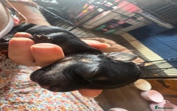 Mixed Breed dogs for sale: Beautiful Baby boy Daug puppy’s-  - Image 8
