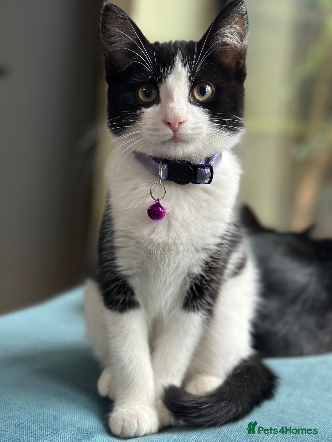 Mixed Breed cats for sale: Beautiful tuxedo kittens  - Image 7