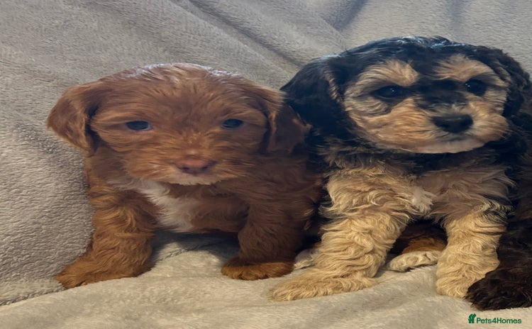 Cockapoo dogs - Advert 11