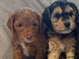 Cockapoo dogs - Advert 25