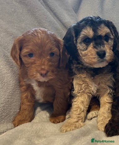 Cockapoo dogs - Advert 11