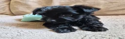 Yorkshire Terrier dogs for sale: Lilliputian Yorkies all now reserved - Advert 9