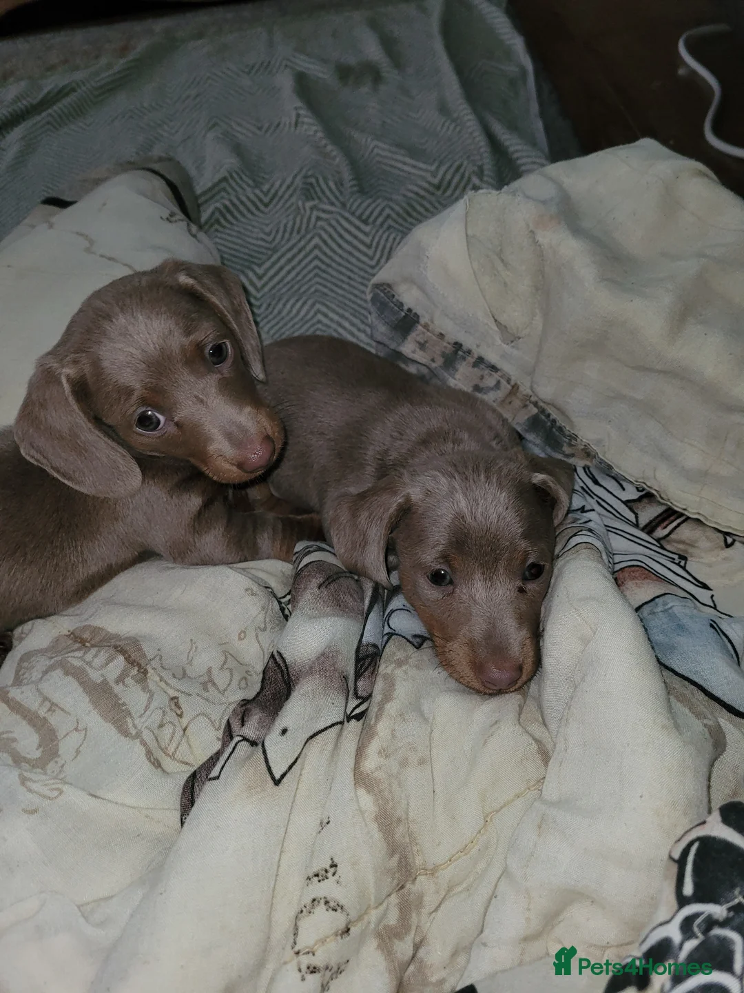 Dachshund dogs for sale: Dashound puppys  - Advert 8