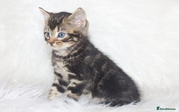Mixed Breed cats for sale: 5 Happy Playful Kittens  - Advert 3