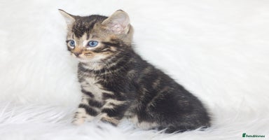 Mixed Breed cats 5 Happy Playful Kittens  - Advert 4