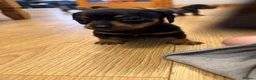 Miniature Dachshund dogs for sale: Miniature dachshunds - Advert 14