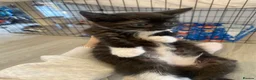 Domestic Shorthair cats for sale: Our beautiful tabby girls  - Advert 3