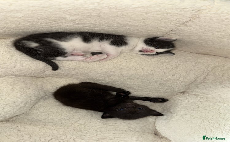 Mixed Breed cats - Advert 2