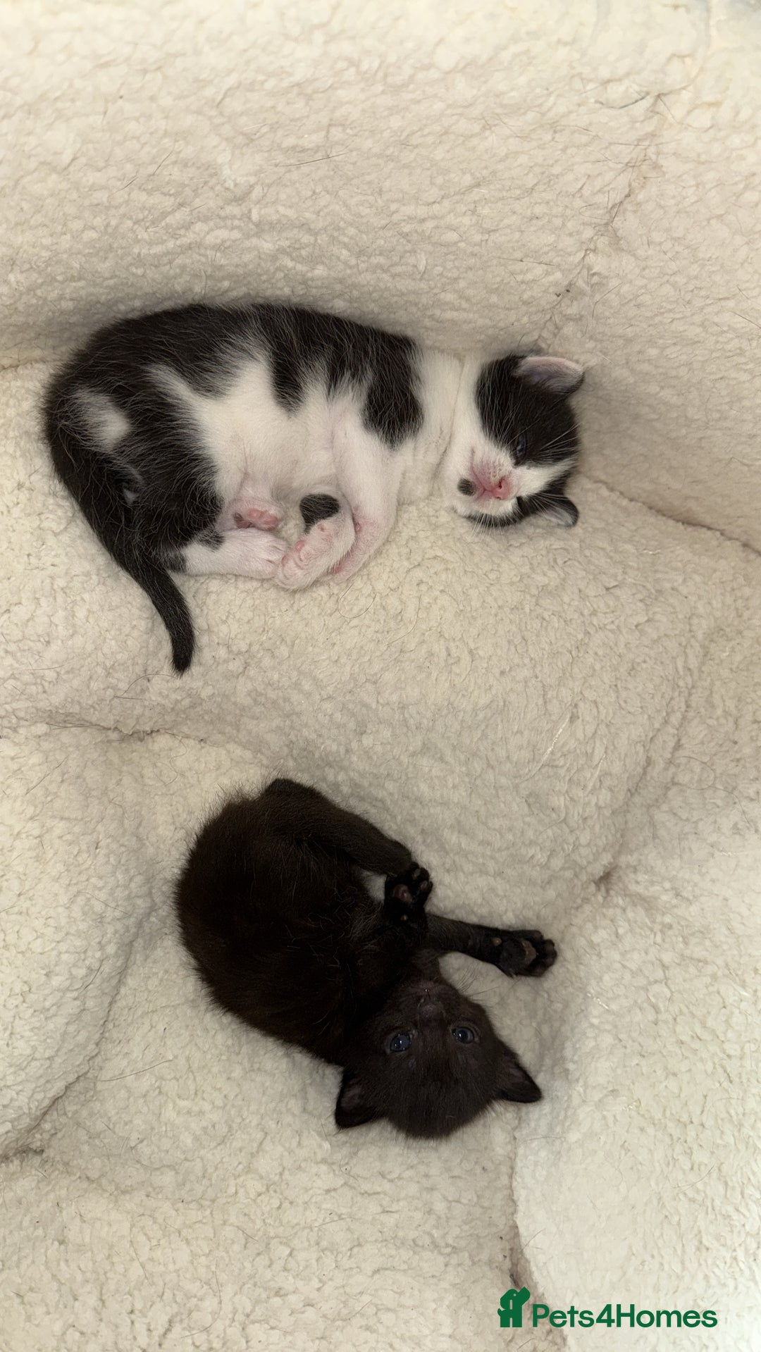 Mixed Breed cats for sale: 2 kittens! - Image 1