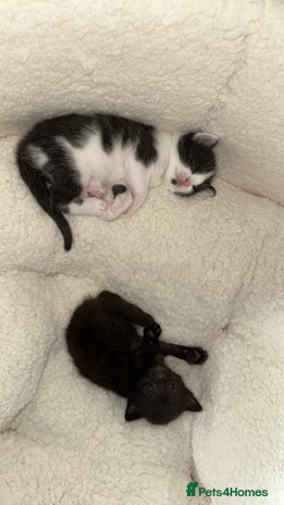 Mixed Breed cats - Advert 10