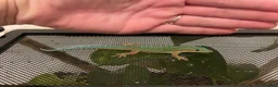 Gecko reptiles for sale: Mauritian Blue Tailed Gecko Phelsuma cepediana in Bracknell - Advert 4