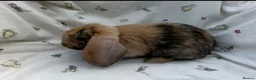 Dwarf Lop rabbits for sale: Beautiful Dwarf Lop Bunnies - Advert 12