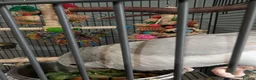 Parakeets birds for sale: Quaker  - Advert 10