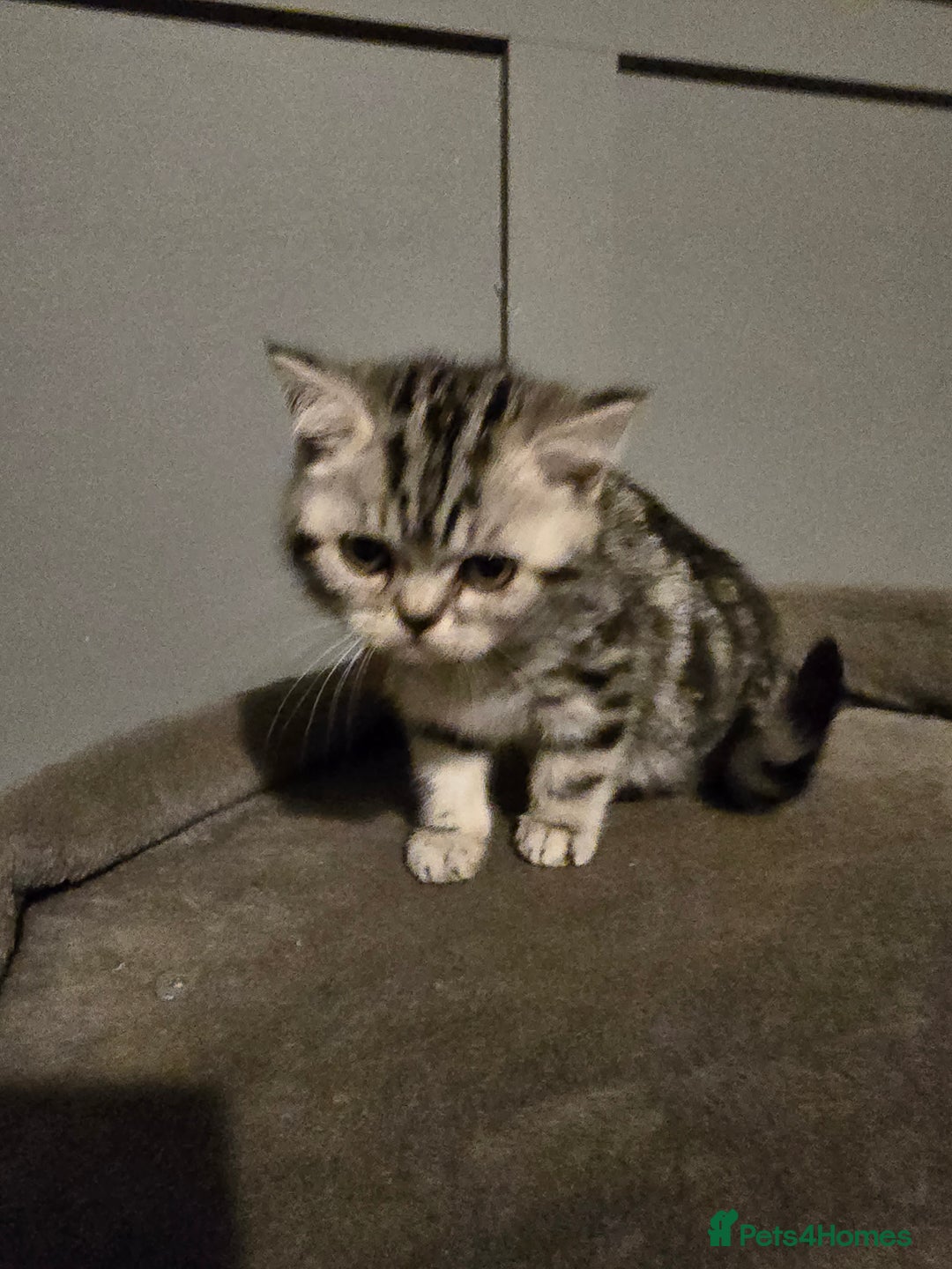 British Shorthair cats for sale: Last Beautiful bsh silver tabbie girl  - Advert 35