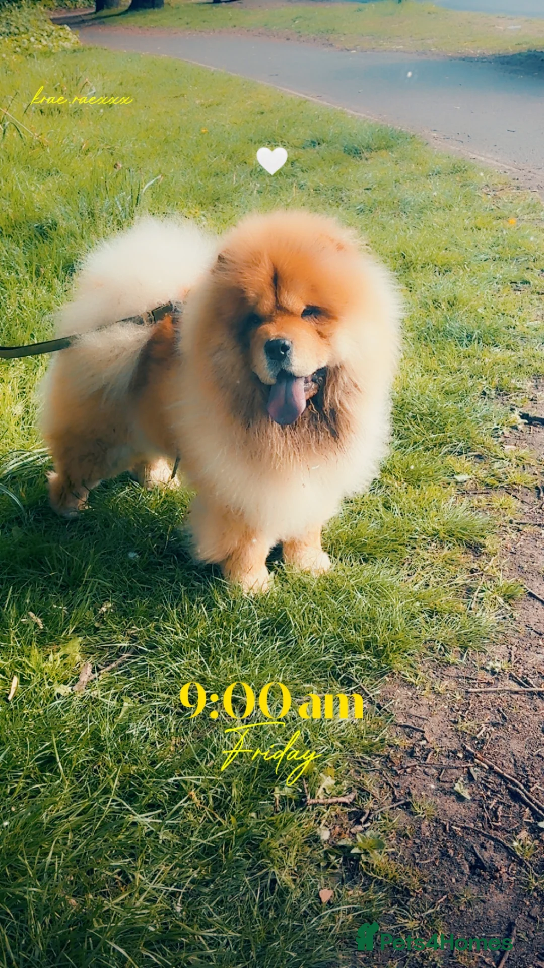 Chow Chow dogs for sale: KC registered chow chow male  - Advert 2