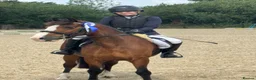 Welsh Section C horses for sale: 13.2hh Welsh Section C Bay Gelding – 8 Years Old  in Great Yarmouth - Advert 6
