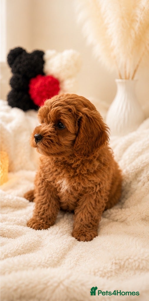 Cavapoo dogs Deep red Teddy Cavapoo ready now - Advert 1
