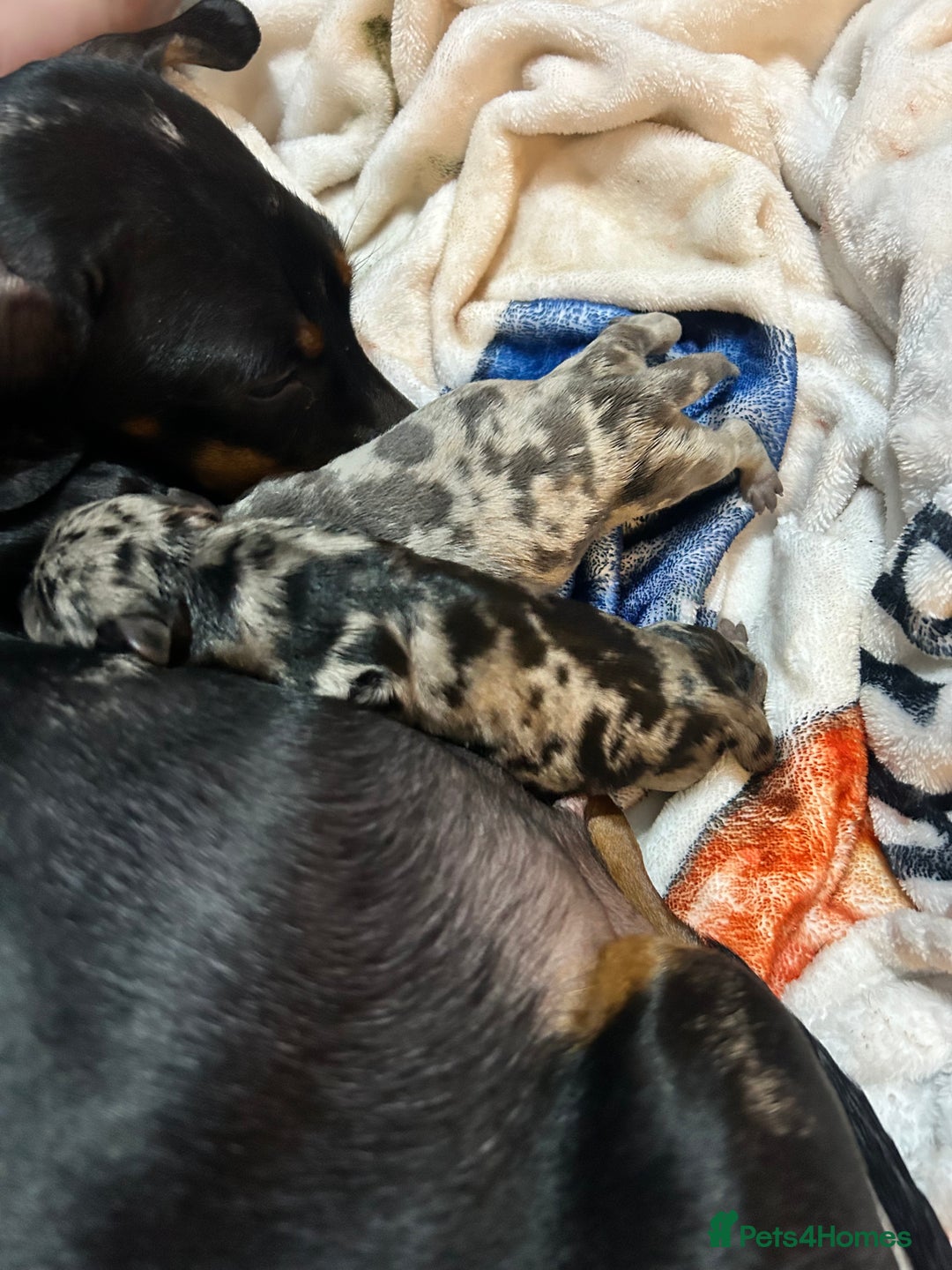 Miniature Dachshund dogs for sale: Beautiful miniature dachshunds  - Advert 3