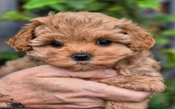 Maltipoo dogs for sale: 🐶Rare Asian/Korean Tiny Maltipoo Puppies🐶 - Image 7