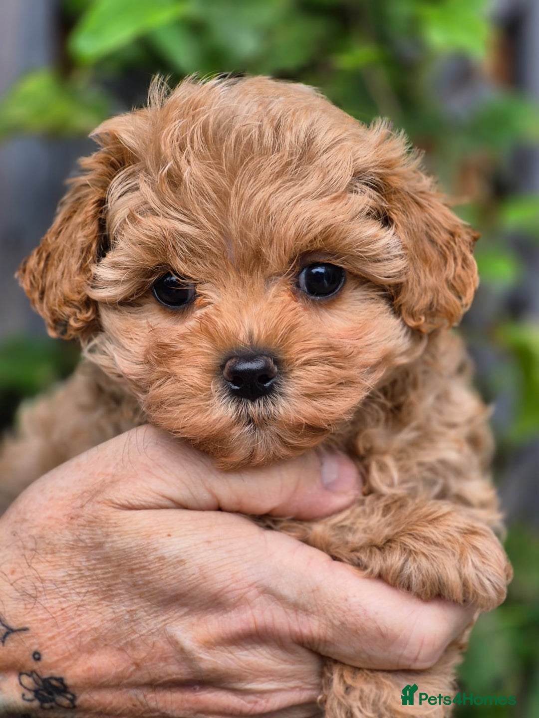 Maltipoo dogs for sale: 🐶Rare Asian/Korean Tiny Maltipoo Puppies🐶 - Image 7
