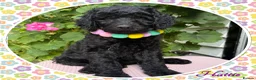 Labradoodle dogs for sale: 💐CAN STAY FOR HOLIDAYS💐RARE OPPORTUNITY💐 - Advert 17