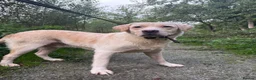 Labrador Retriever dogs for adoption: George - Hingham Norfolk  in Norwich - Advert 5