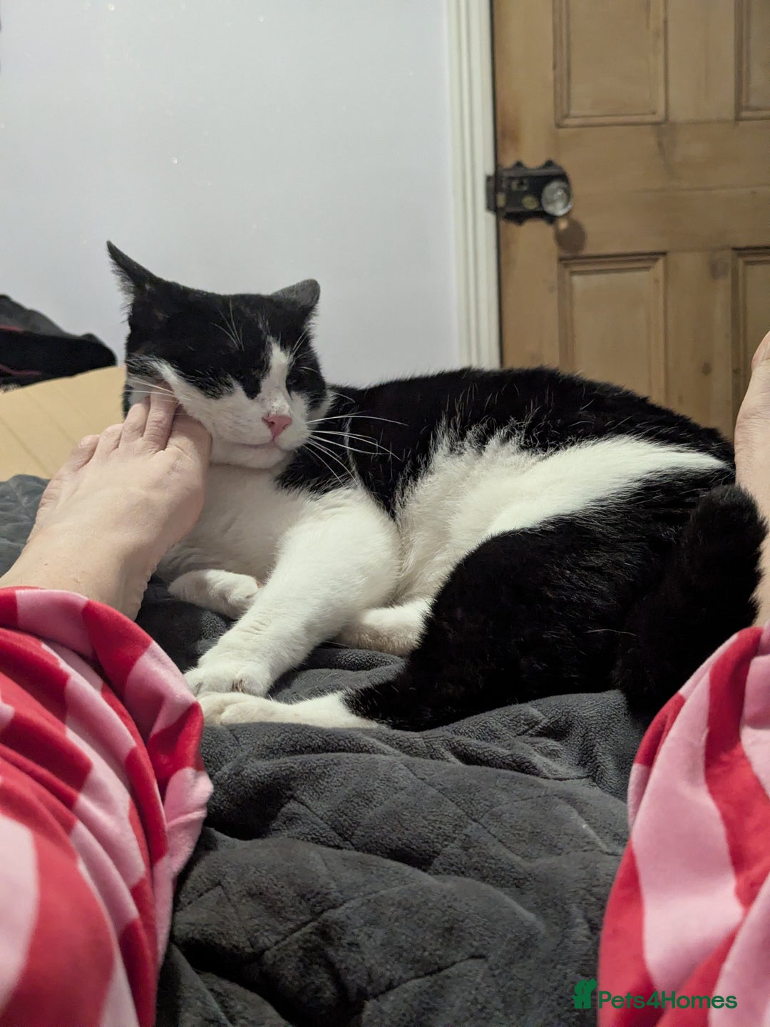 Mixed Breed cats for sale: 18 Month Old Neutered Black & White Boy - Advert 3