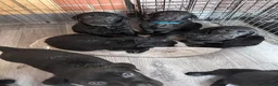 Labrador Retriever dogs for sale: Labrador puppies in Newton Aycliffe - Advert 8