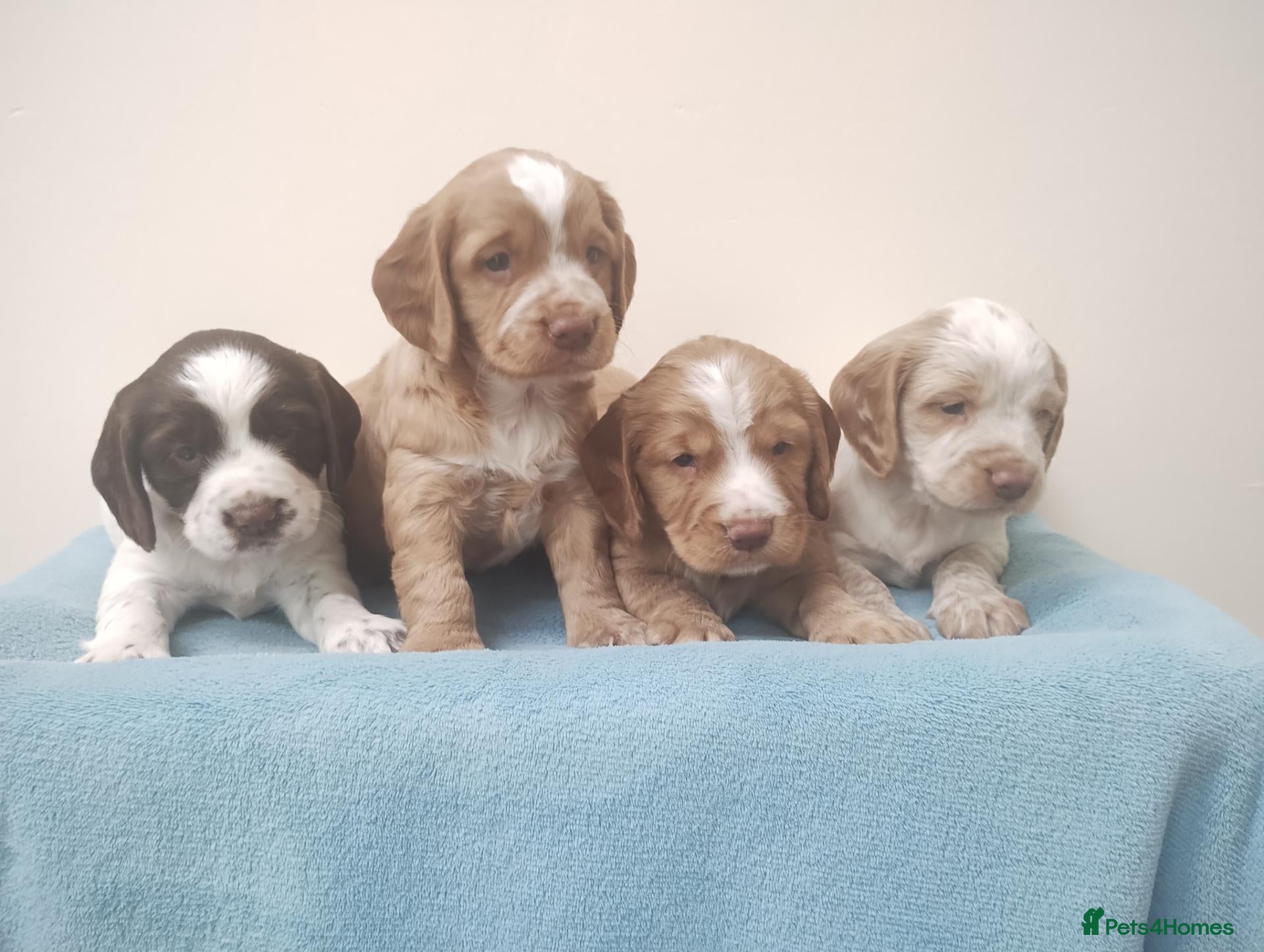Cocker Spaniel dogs Cocker Spaniel Puppies Top Quality - Advert 2