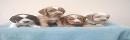 Cocker Spaniel dogs for sale: Cocker Spaniel Puppies Top Quality - Advert 1
