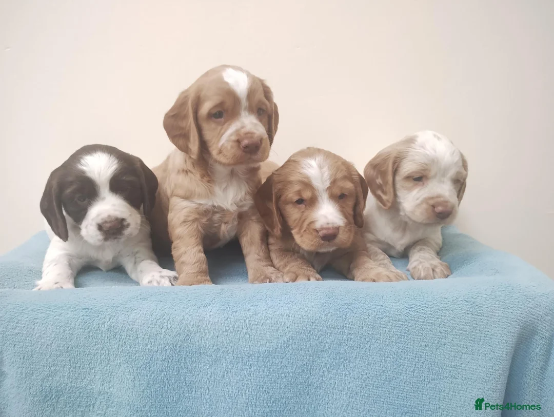 Cocker Spaniel dogs for sale: Cocker Spaniel Puppies Top Quality - Advert 1