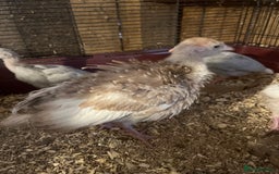 Turkeys poultry for sale: Red Bourbon Turkey Poults for sale in Bolton  - Image 1