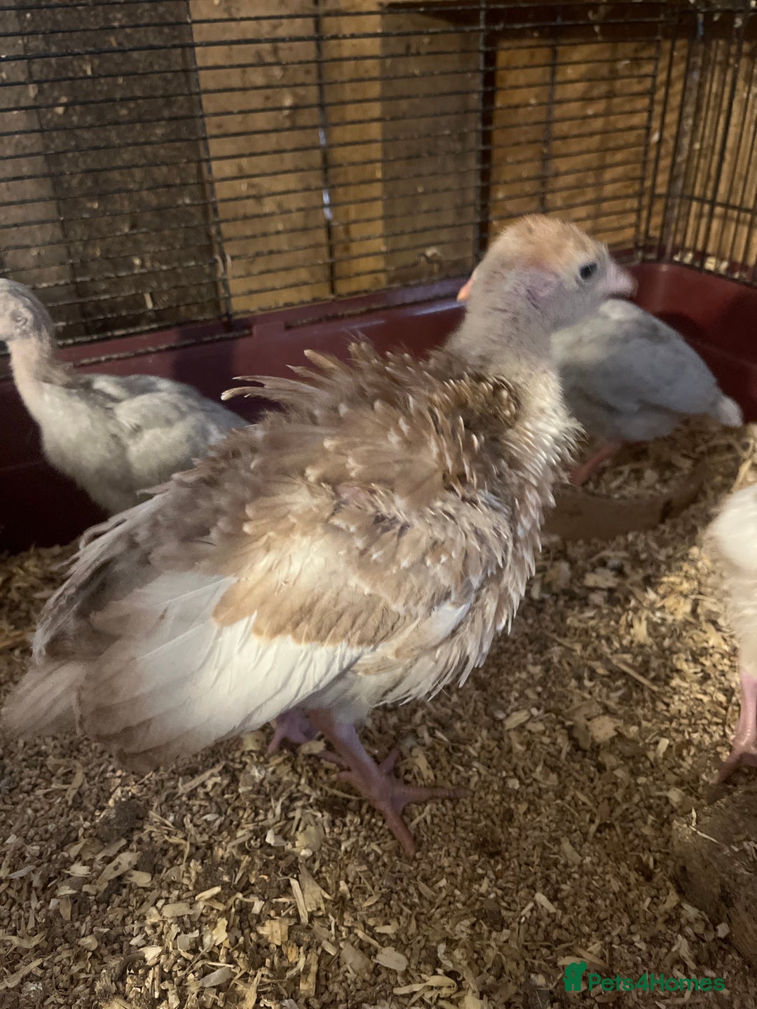 Turkeys poultry for sale: Red Bourbon Turkey Poults for sale in Bolton  - Image 1