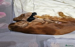 Cocker Spaniel dogs for sale: Cocker spaniel pups - Image 2