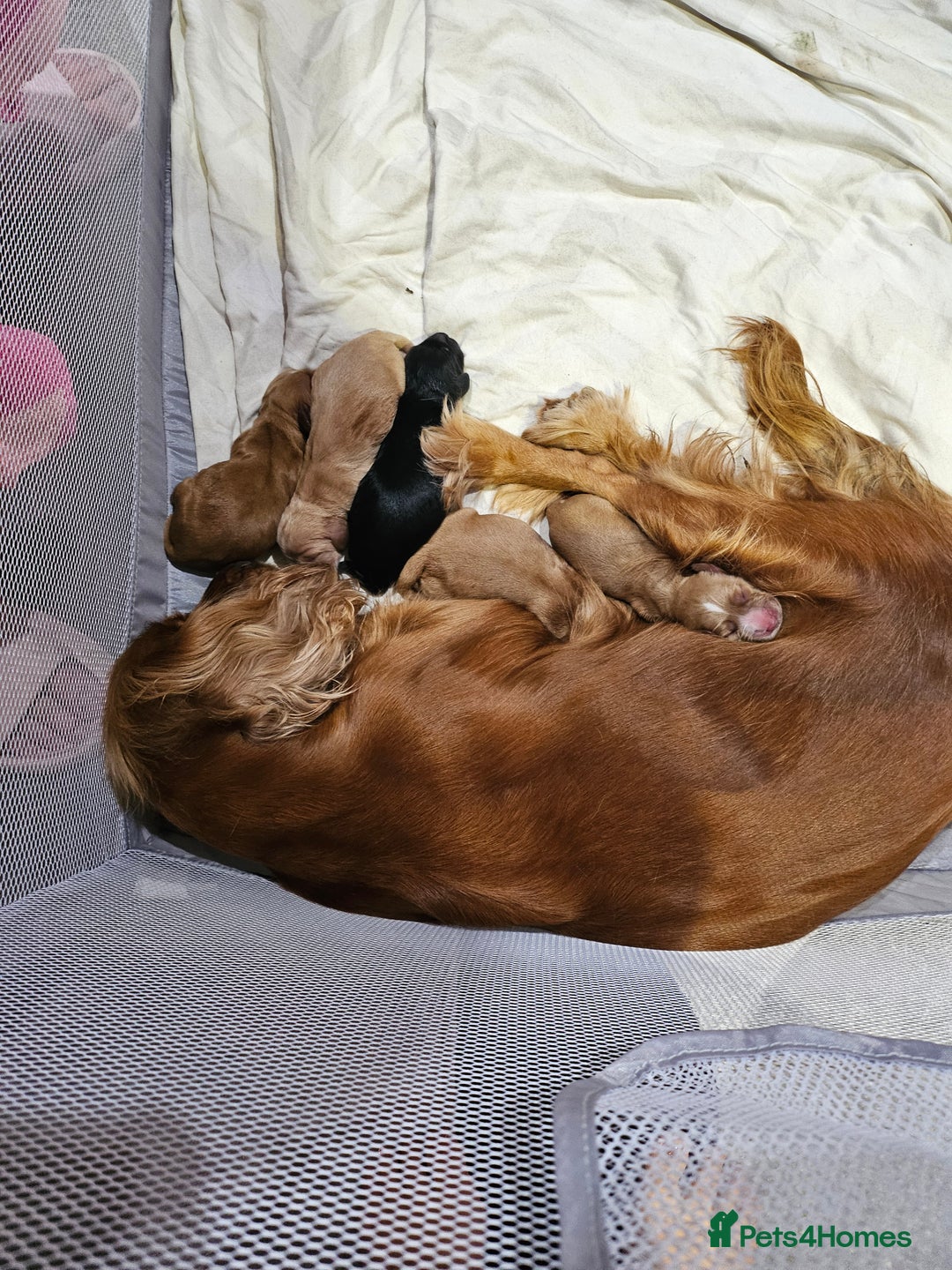 Cocker Spaniel dogs for sale: Cocker spaniel pups - Image 2