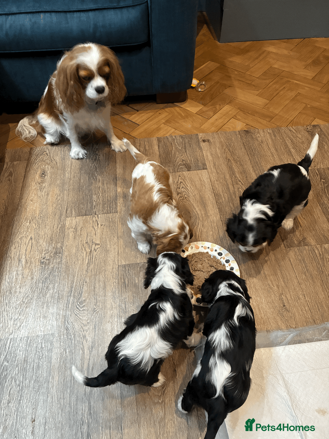 Cavalier King Charles Spaniel dogs for sale: KC REG/EXTENSIVELY MRI HEALTH Tested Male Cav Pup - Advert 9