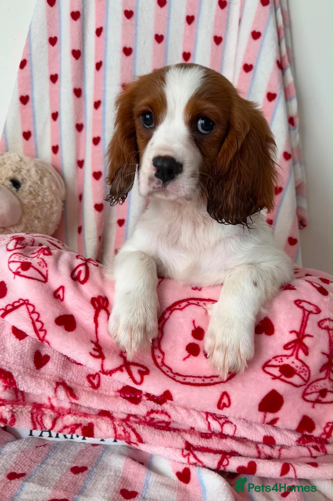 Cavalier King Charles Spaniel dogs DNA CAVALIER PUPPIES - Advert 2