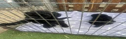 Toy Poodle dogs for sale: Toy poodle puppies  - Advert 4