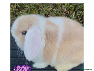 Mini Lop rabbits PEDIGREE MINI LOP BABIES READY TO LEAVE NOW - Advert 14