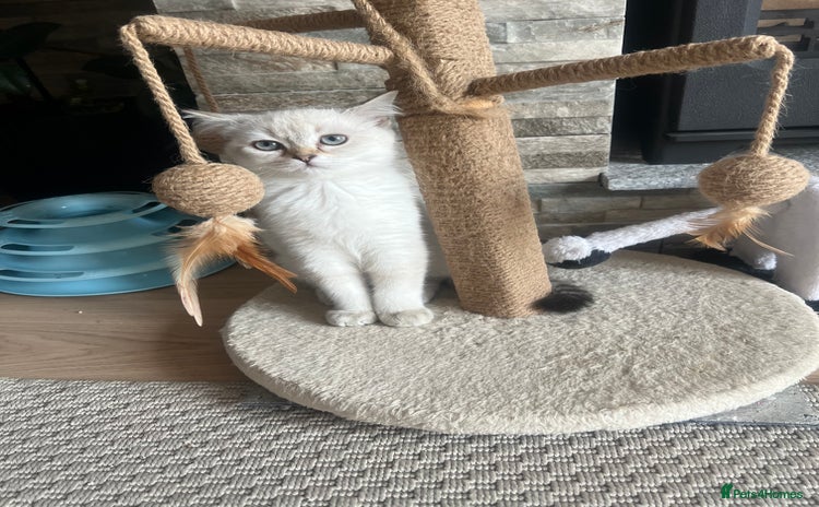 Scottish Fold cats - Advert 6