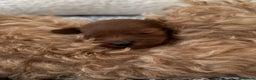 Cavapoo dogs for sale: Cavapoo - Advert 4