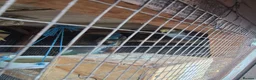 Mixed Breed birds for sale: Birds  - Advert 10