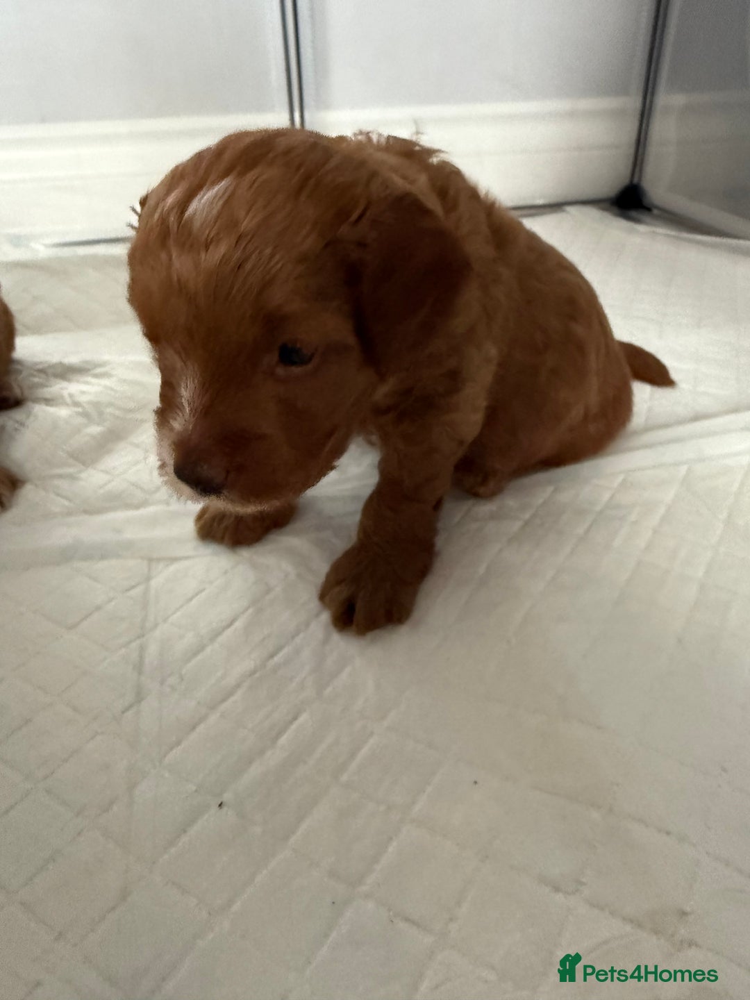 Cockapoo dogs for sale: Championship bloodline F1B toy Cockapoos  - Advert 35