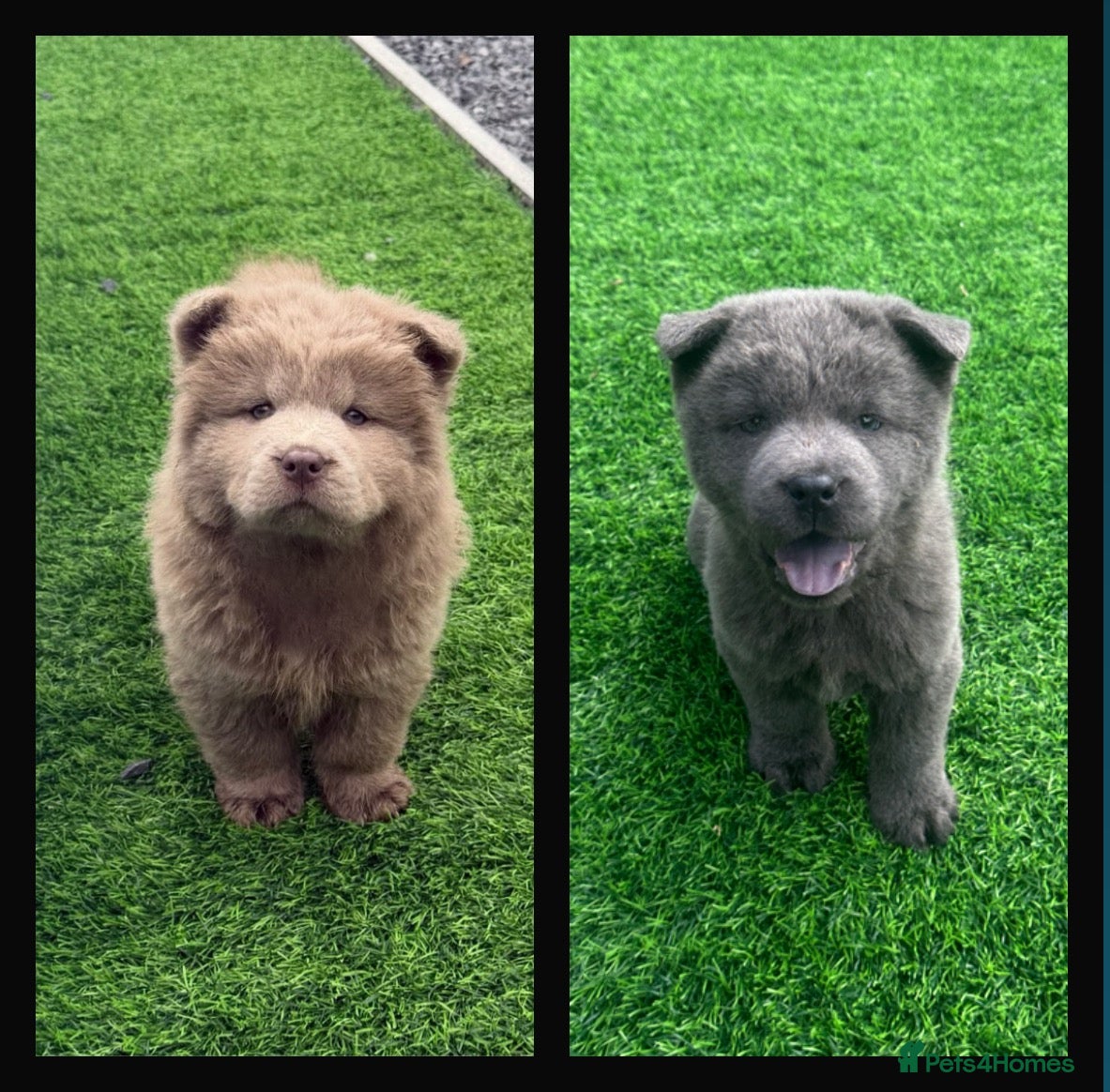 Chow Chow dogs Genuine exotic colour chowski puppies for sale - Advert 2