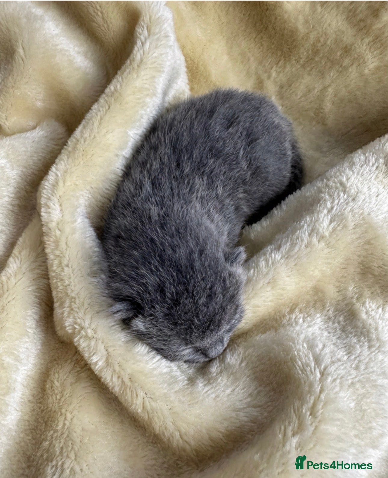 British Shorthair cats for sale: British Blue Short Hair Kittens  - Advert 10