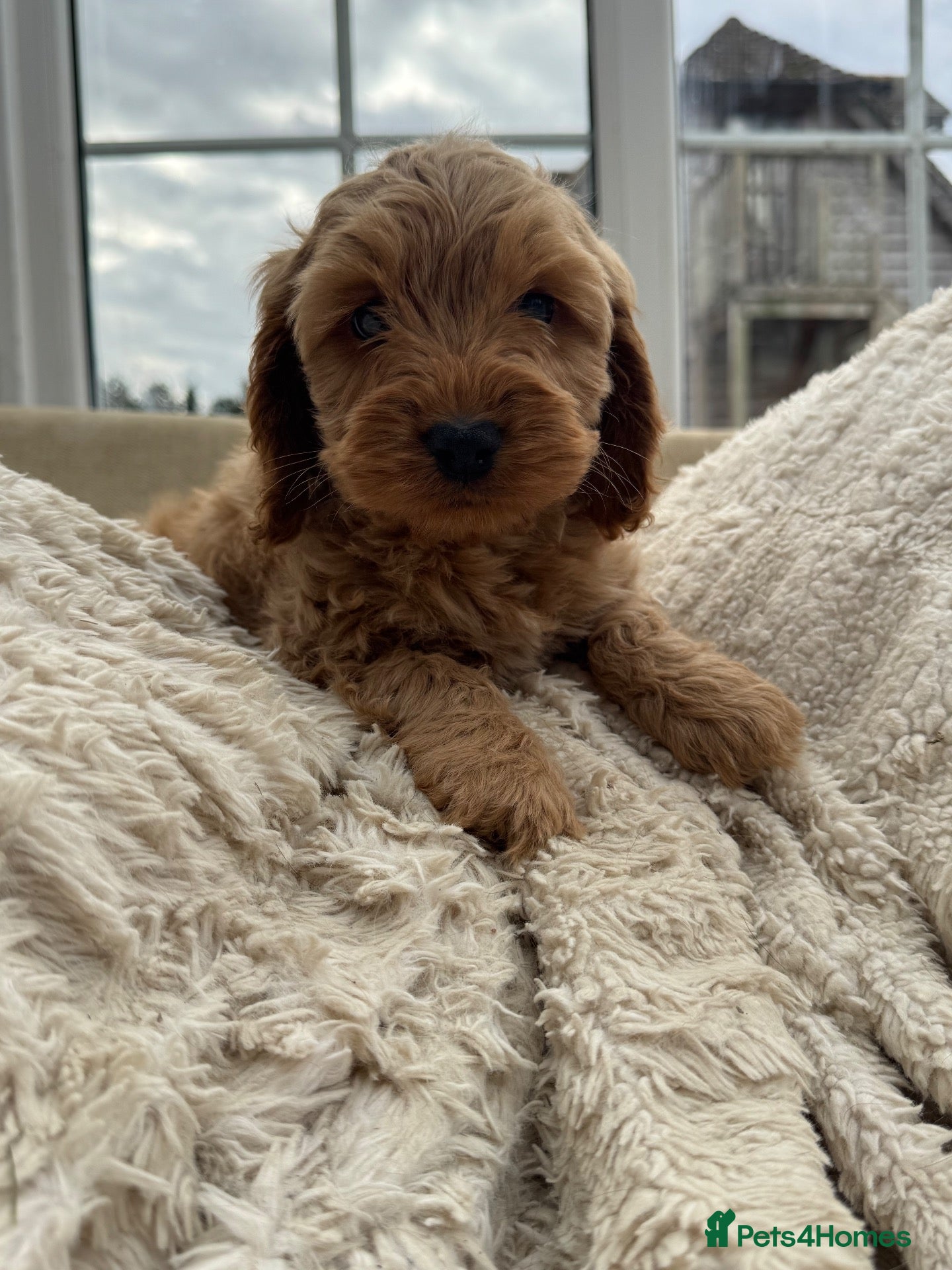Cockapoo dogs DNA Tested F1 Miniature Cockapoo Puppies  - Advert 3