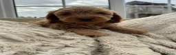 Cockapoo dogs for sale: DNA Tested F1 Miniature Cockapoo Puppies  - Advert 1