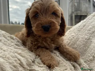 Cockapoo dogs DNA Tested F1 Miniature Cockapoo Puppies - Advert 3