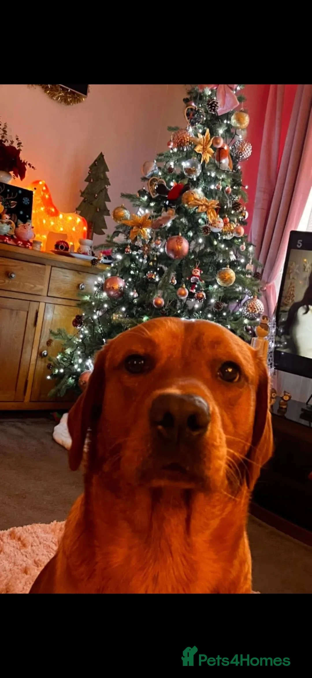 Labrador Retriever dogs for stud: Fox red Labrador  in Newcastle upon Tyne - Advert 4