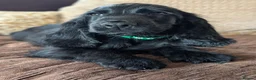 Cocker Spaniel dogs for sale: Health Tested KC Reg Showline Cocker Spaniel Pups - Advert 19